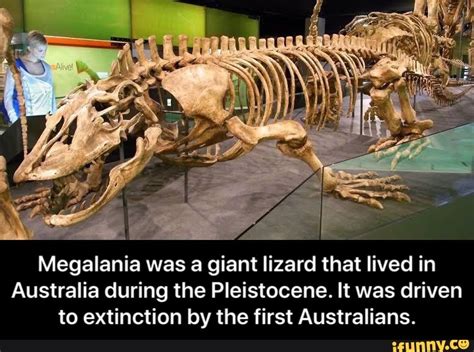 Megalania was a giant lizard that lived in Australia during the Pleistocene. It was driven to ...