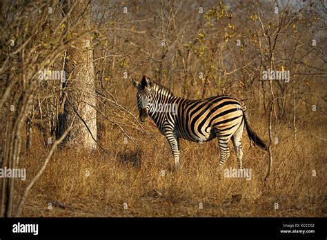 Endangered Cape Mountain Zebra Equus Zebra Kruger National Park