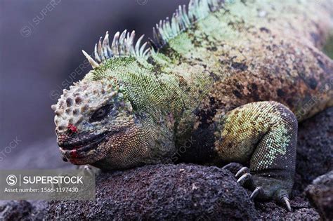 The Endemic Galapagos Marine Iguana Amblyrhynchus Cristatus On