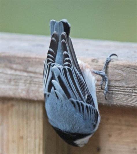 White Breasted Blue Nuthatch Hanging Upside Down Flickr