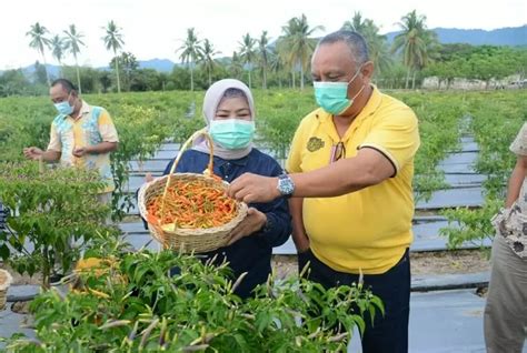 Harga Terus Meroket ASN Pemprov Diinstruksikan Tanam Cabai 10 Pohon