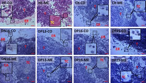 Representative Immunohistochemical Localization Of C3 Protein In The