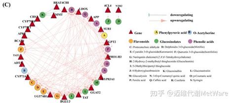 相关性网络图 解密转录组代谢组的高频图 知乎