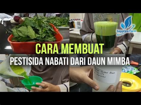 Organik Cara Membuat Pestisida Nabati Dari Daun Mimba Youtube