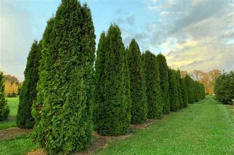 Купить саженцы Туя западная Колумна 🌱цена от 12 900₽, доставка СПб ...