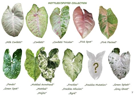 Variegated Syngonium Expert Tips Teak And Terracotta