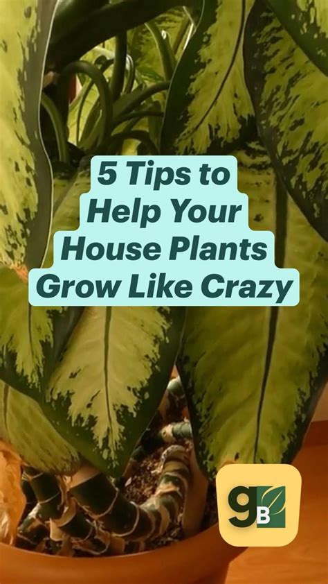 Ways To Help Your Indoor Plants Grow Faster Growing Plants Indoors