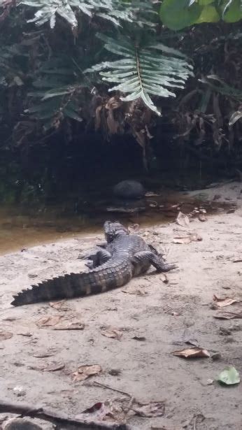 40+ Cahuita wildlife ideas | cahuita, pet birds, wildlife