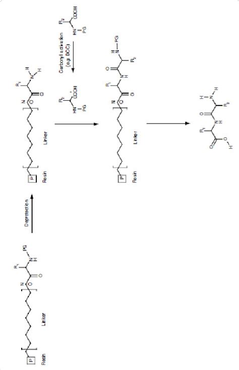 General Solid Phase Peptide Synthesis Scheme Download Scientific Diagram