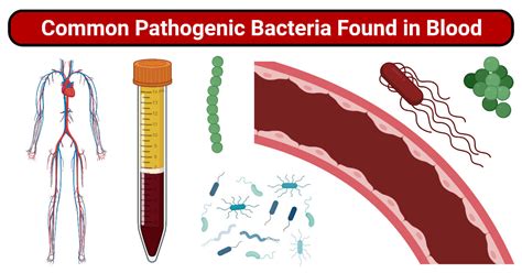 Types Of Bacteremia