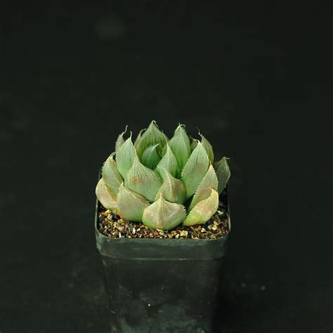 Haworthia Obesa Hybrid India S 1 Online Garden Store Buy Cactus