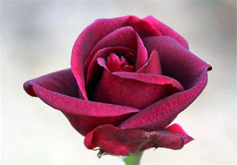 Download Dark Pink Rose Picture