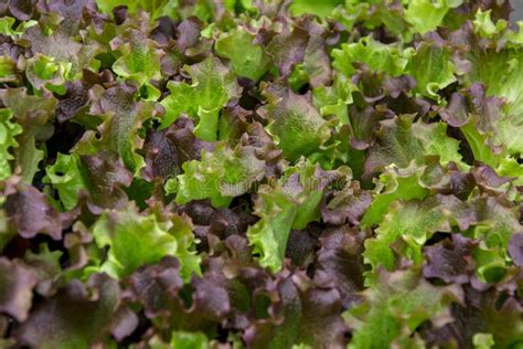 Green And Red Lettuce Seedlings Spring Cultivation Stock Image Image