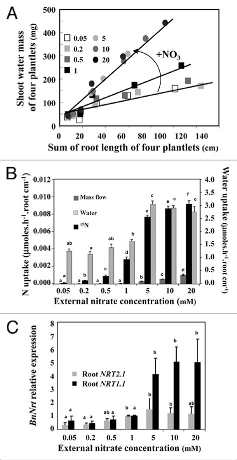 Effect Of Nitrate Availability On Root Water And No Uptake And