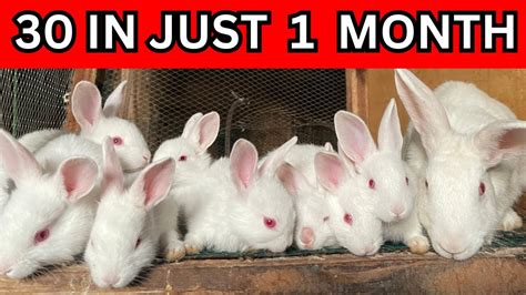 My Journey To Babies In Just One Month Tips For Managing Rabbits