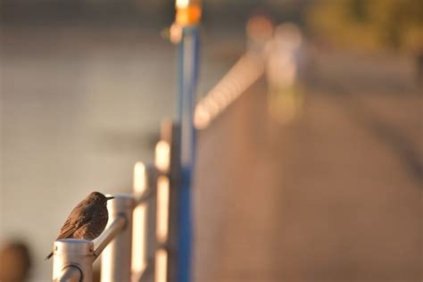 How To Make Your Yard More Friendly For Birds