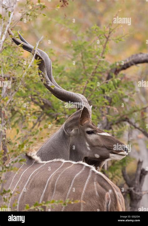 Portrait Of A Greater Kudu Bull With Impressive Horns Viewed From