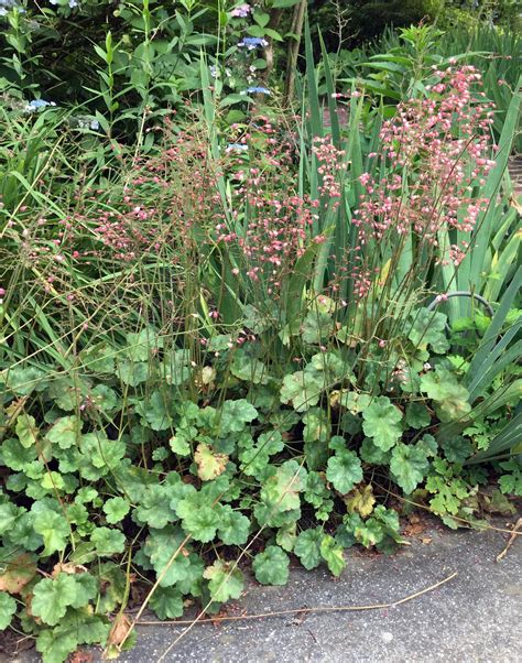 Heuchera | Heuchera, Plants, Native plants