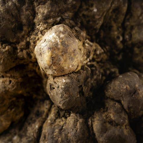 Scoperto maxi tartufo è record stagionale Robb Report Italia