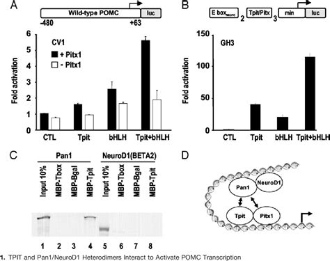 Figure From Tpit Independent Function Of Neurod Beta In Pituitary