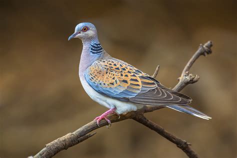 Il Tar Sospende La Caccia Alla Tortora Selvatica In Sicilia