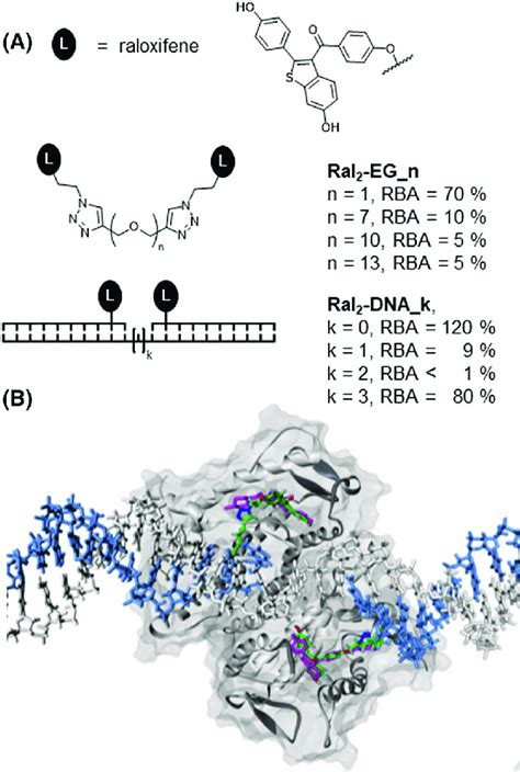 A Relative Binding Affinity Rba Relative To Estradiol Of Bivalent