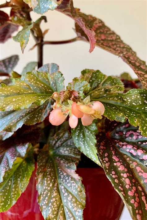 How To Care For Begonia Maculata Polka Dot Begonia Begonia Maculata