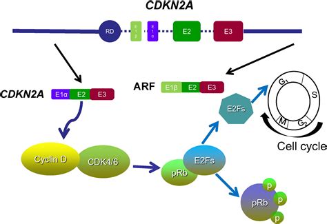 Implications Of Genetic And Epigenetic Alterations Of CDKN2A P16INK4a