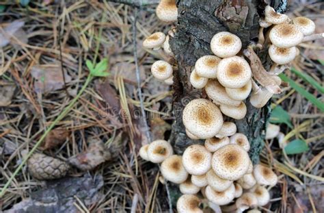 Edible Mushrooms Growing on the Tree Stock Photo - Image of natural ...