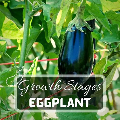 7 Eggplant Growing Stages Just Pure Gardening December 2023