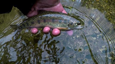 Juvenile Rainbow Trout Rainbow Trout Trout Fish