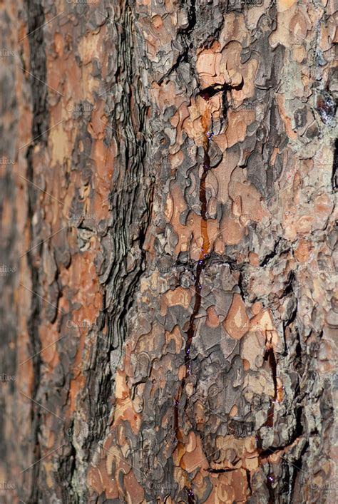 Tree Bark Patterns ~ Nature Photos ~ Creative Market