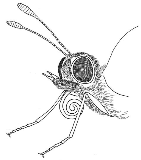 Biological drawings. Insects. Butterfly Head. Biology teaching ...