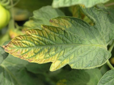 Calcium Deficiency in Plants: Everything You Need to Know - Open Grower