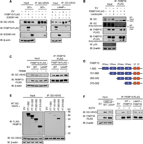 Fkbp Partitions Gc To The Erad Pathway Independent Of Its Ppiase Or