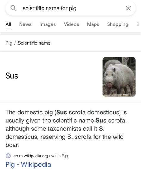 The pigs are SUS : r/AmongUsMemes