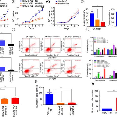 Nfib Enhances Proliferation Invasion N And Resistance To Download