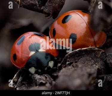 Close Up Of A Pair Of 7 Spot Ladybirds Coccinella 7 Punctata Mating