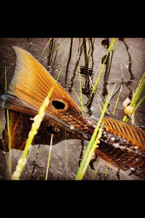 Tailing Redfish Red Fish Fish Art Fish Painting