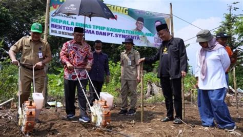 Pesantren Manbaul Ulum Malang Manfaatkan Lahan Dengan Jagung Unggul