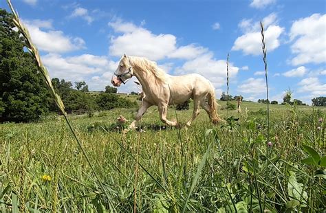 About The Endangered American Cream Draft Horse — DiscoverTheHorse