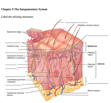 HLSC 120, Chp. 5 - Sectional view of skin + subcutaneous layer Diagram | Quizlet