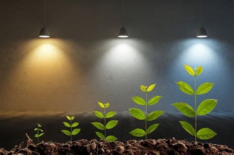 What Color Lights Are Best For Plant Growth Homeminimalisite