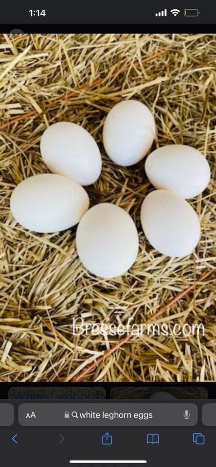 White Leghorn Hatching Eggs Purebred 12 Awesome Egg Layers Ebay