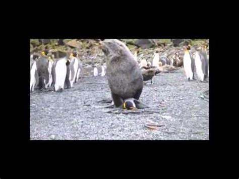 Seals Having Sex With Penguins Arctocephalus Gazella YouTube