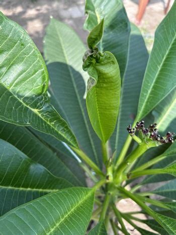 Plumeria Leaves Curling Causes And How To Fix