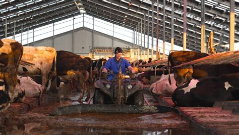 Lely Discovery C Revolutionises Australian Dairy Farming Farm Online