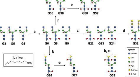 FUT8 From Biochemistry To Synthesis Of Core Fucosylated N Glycans