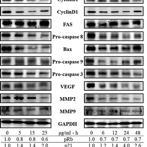 Effects Of Ppa Extract On Hl‐60 Cell Cycle Distribution Hl‐60 Cells