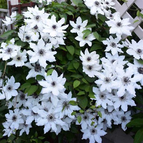 Fragrant Star Vancouver Clematis Shop Vines Spring Hill